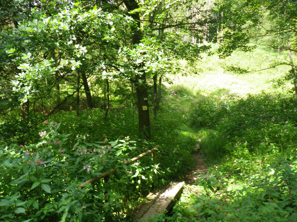 UTHK Singletrails