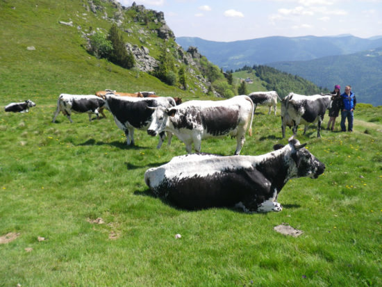 Trail des Marcaires 2015 - Hohneck