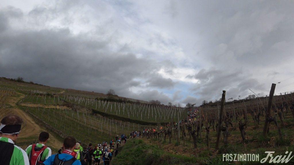 Trail du Petit Ballon 2017 - Weinberge