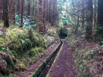 Azores Trail Run: Levada Trail