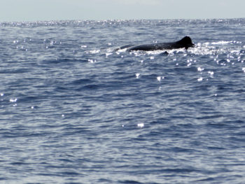 Azores Whale Watching: Pottwale