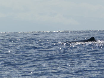 Azores Whale Watching: Pottwale