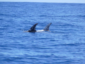 Azores Whale Watching: Delphine