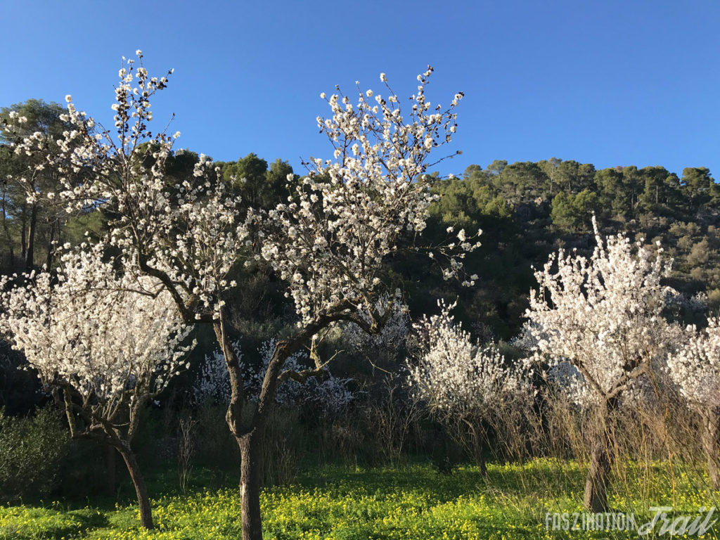 Mandelblüte Mallorca
