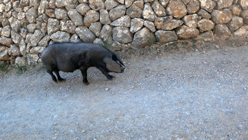 Galatzó Trail schwarzes Schwein