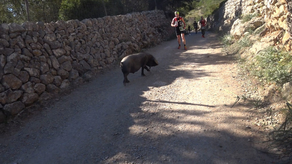 Galatzó Trail schwarzes Schwein