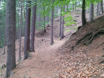 Tharandter Wald Lauf