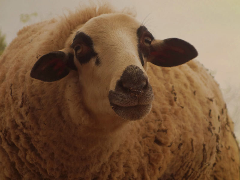 Osterlauf Corona Mallorca Schafe